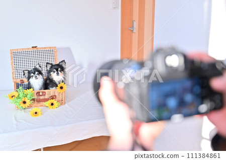 Woman photographing a dog, photographer, camera girl, Chihuahua 111384861