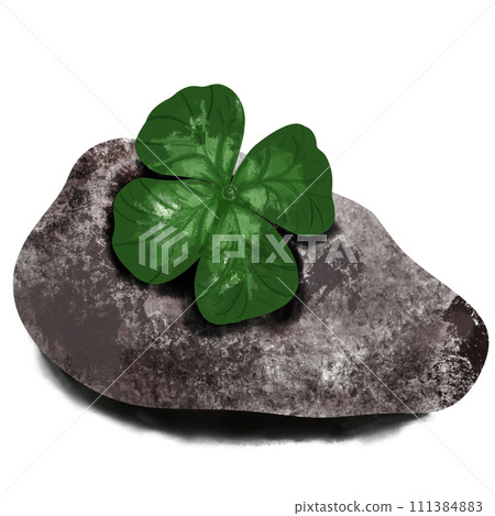 queen clover leaves and rock in nature. queen clover leaves and rock in nature. 111384883
