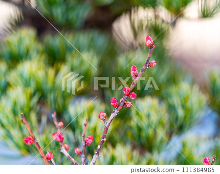 紅梅花蕾還緊閉著。 紅梅花蕾還緊閉著。 111384985