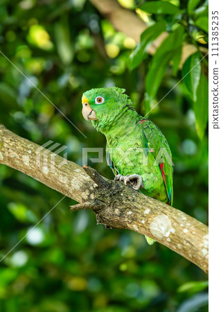 Yellow-crowned amazon or yellow-crowned parrot (Amazona ochrocephala), Malagana, Bolivar, Wildlife and birdwatching in Colombia 111385235