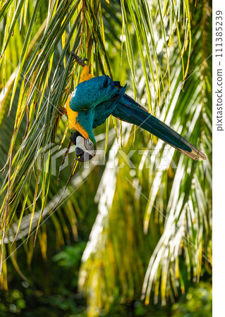 Blue-and-yellow macaw (Ara ararauna), Malagana, Bolivar department. Wildlife and birdwatching in Colombia Blue-and-yellow macaw (Ara ararauna), Malagana, Bolivar department. Wildlife and birdwatching in Colombia 111385239