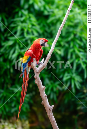 Blue-and-yellow macaw (Ara ararauna), Malagana, Bolivar department. Wildlife and birdwatching in Colombia Blue-and-yellow macaw (Ara ararauna), Malagana, Bolivar department. Wildlife and birdwatching in Colombia 111385241