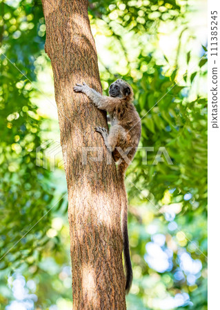 Cotton-top tamarin (Saguinus oedipus), small New World monkey weighing less than 0.5 kg. Cartagena. Colombia wildlife animal. 111385245