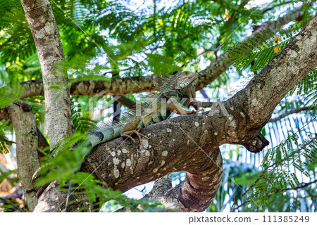 Green iguana (Iguana iguana). Centenario Park (Parque Centenario) Cartagena de Indias, Colombia wildlife animal. 111385249