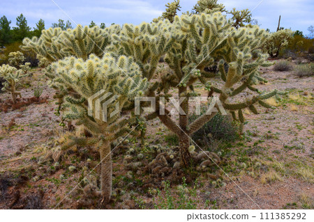 Cholla cactus, Sonora Desert, Mid Spring Cholla cactus, Sonora Desert, Mid Spring 111385292