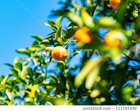 Cute Tachibana fruit that grows abundantly even in the New Year Cute Tachibana fruit that grows abundantly even in the New Year 111385490