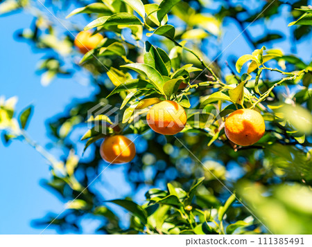 Cute Tachibana fruit that grows abundantly even in the New Year Cute Tachibana fruit that grows abundantly even in the New Year 111385491