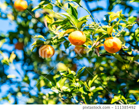 Cute Tachibana fruit that grows abundantly even in the New Year Cute Tachibana fruit that grows abundantly even in the New Year 111385492