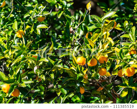 即使在新年也能大量生長的可愛橘果實 111385519