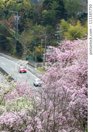 Roads and vehicles passing under cherry blossoms in full bloom 111385750