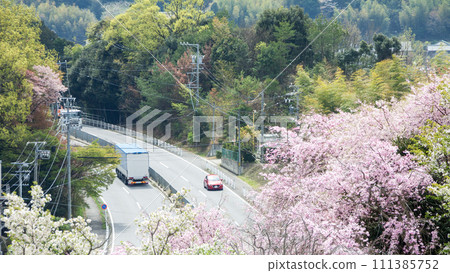 盛開的櫻花下經過的道路和車輛(橫向尺寸) 盛開的櫻花下經過的道路和車輛(橫向尺寸) 111385752