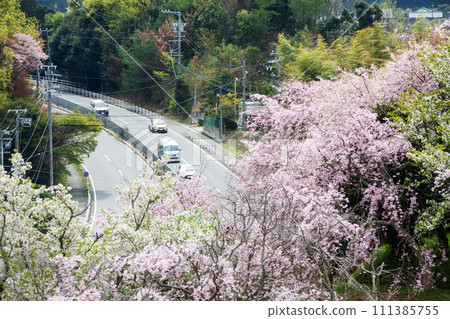 Road and car passing under cherry blossoms in full bloom Road and car passing under cherry blossoms in full bloom 111385755