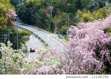 Road and red car passing under cherry blossoms in full bloom Road and red car passing under cherry blossoms in full bloom 111385756