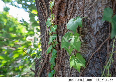 Trees in a summer park with ivy 111385766