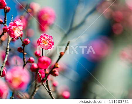 Beautiful red plum blossoms starting to bloom in the new spring 111385781
