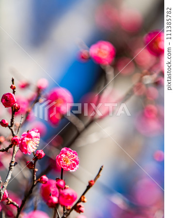 Beautiful red plum blossoms starting to bloom in the new spring 111385782
