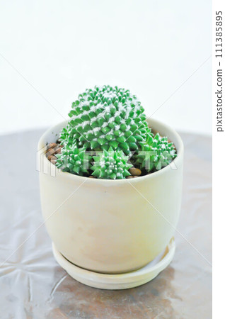 Mammillaria or Mammillaria erusamu f or rebutia minuscula, cactus or succulent Mammillaria or Mammillaria erusamu f or rebutia minuscula, cactus or succulent 111385895