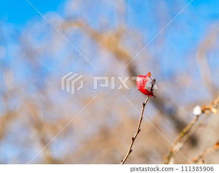 Only one bright red leaf remained in the cold wind 111385906