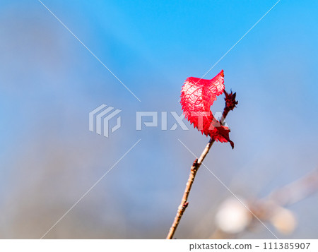 Only one bright red leaf remained in the cold wind 111385907