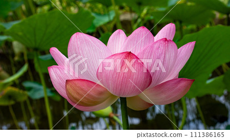 Lotus flowers at Heiwa-no-Mori Park 111386165