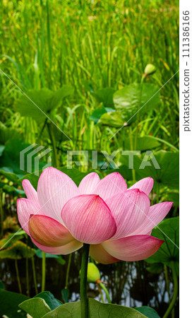 Lotus flowers at Heiwa-no-Mori Park Lotus flowers at Heiwa-no-Mori Park 111386166