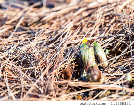 A pretty Fukujusou flower that blooms from beneath the fallen leaves. 111386331