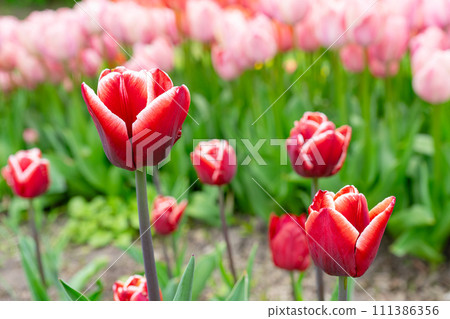 Red tulip with white edge flowers with green leaves blooming in a meadow, park, flowerbed outdoor Red tulip with white edge flowers with green leaves blooming in a meadow, park, flowerbed outdoor 111386356