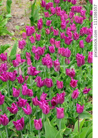 Purple tulips flowers with green leaves blooming in a meadow, park, flowerbed outdoor Purple tulips flowers with green leaves blooming in a meadow, park, flowerbed outdoor 111386357