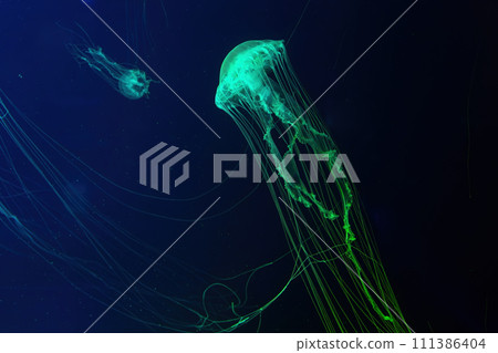 Fluorescent jellyfish swimming underwater aquarium pool with green neon light Fluorescent jellyfish swimming underwater aquarium pool with green neon light 111386404