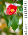 Camellia 002 111386484