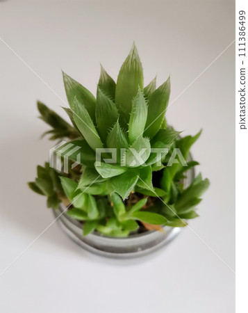 Haworthia cooperi succulent plant isolated on white background 111386499