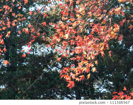 Autumn scenery: Beautiful red maple leaves that shine in the clear autumn sky 111386567