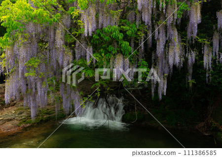 Wisteria flowers falling over a small waterfall Wisteria flowers falling over a small waterfall 111386585