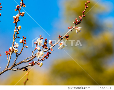 Beautiful white plum blossoms starting to bloom in the new spring 111386804