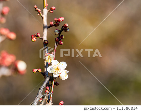 Beautiful white plum blossoms starting to bloom in the new spring 111386814