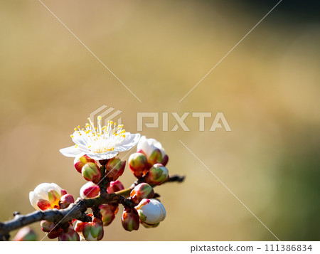 Beautiful white plum blossoms starting to bloom in the new spring 111386834