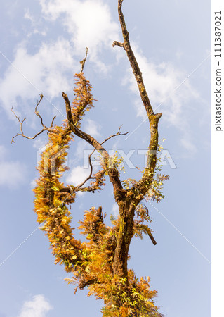 Tree with withered branches with plants on it on blue sky in Himalayas. Fluffy tree with copy space. Wilderness concept. Himalayan landscape. Lonely tree on cloudscape. Amazing nature. Travel in Nepal 111387021
