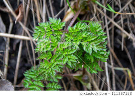 A close up of a plant with green leaves and the word fern on it. High quality photo 111387188