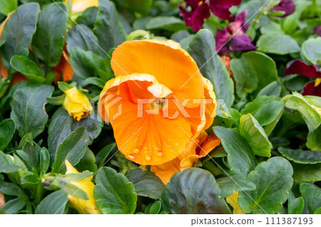 A bouquet of flowers from the flower market. A purple pansies with yellow and purple flowers. High quality photo A bouquet of flowers from the flower market. A purple pansies with yellow and purple flowers. High quality photo 111387193