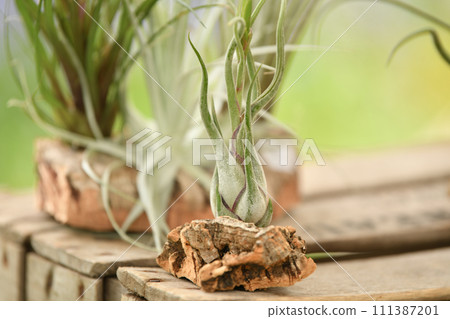 Green tillandsia air plants into the wood 111387201