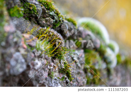 A tree trunk with moss on it and a sky background. High quality photo 111387203