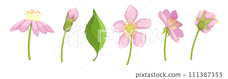 Pink Flower Blooming on Green Stem Vector Set Pink Flower Blooming on Green Stem Vector Set 111387353