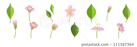 Pink Flower Blooming on Green Stem Vector Set 111387364