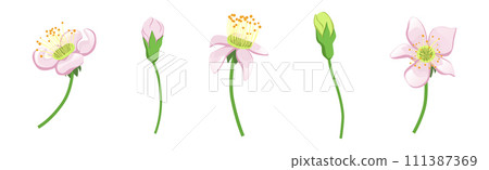 Pink Flower Blooming on Green Stem Vector Set Pink Flower Blooming on Green Stem Vector Set 111387369