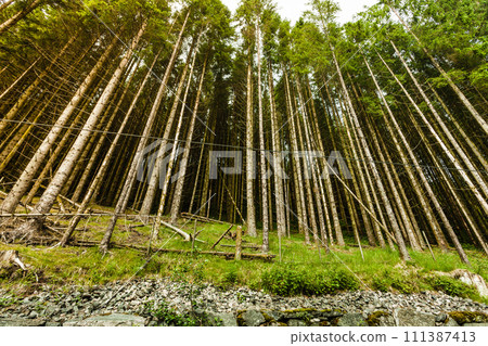 Bottom shot of high pine trees in forest Bottom shot of high pine trees in forest 111387413
