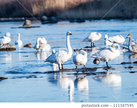 A flock of elegant and beautiful swans wintering in the Arakawa River in the Tokyo metropolitan area 111387595