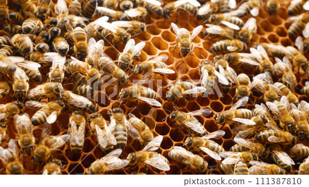 A lot of bees are sitting on a honey frame in a hive Insects collect nectar from pollen create honey A lot of bees are sitting on a honey frame in a hive Insects collect nectar from pollen create honey 111387810