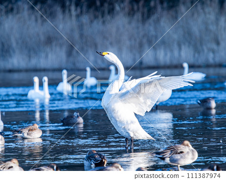 The elegant and lively flapping wings of swans wintering in the Arakawa River in the Tokyo metropolitan area 111387974
