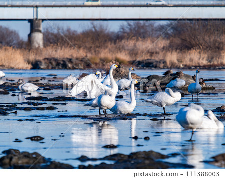 The elegant and lively flapping wings of swans wintering in the Arakawa River in the Tokyo metropolitan area 111388003