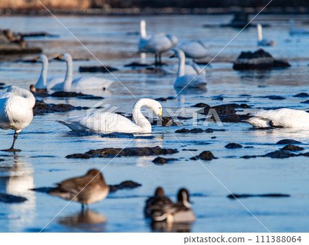 一群優雅美麗的天鵝在東京都荒川河中越冬 111388064